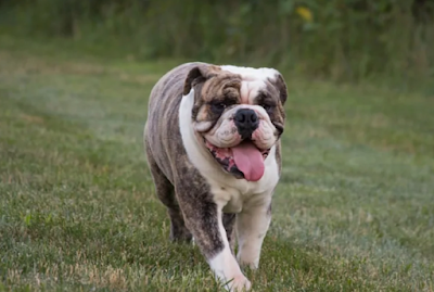 English Bulldog