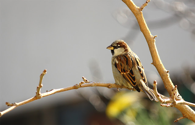 Kuş Fotoğrafları