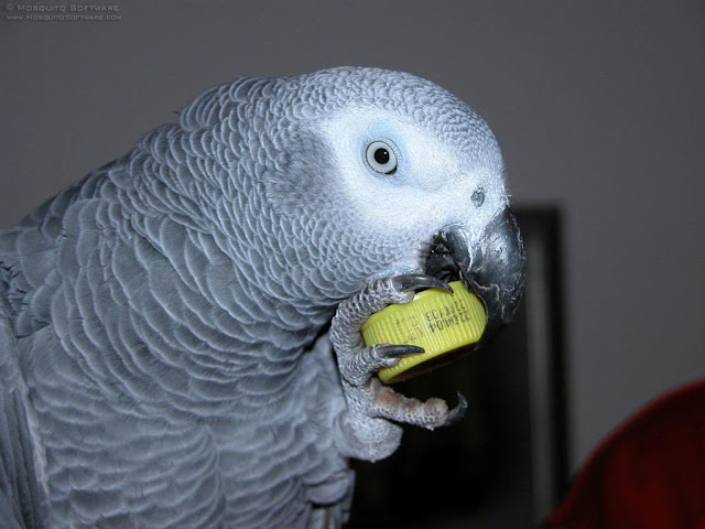 African Grey Bird Toys