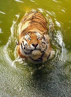 Harimau Yang Lucu