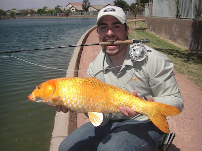 common carp fishing. fishing for common carp