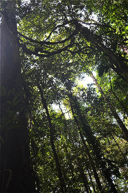 Guyane, Sentier Trésor, Kaw, Roura