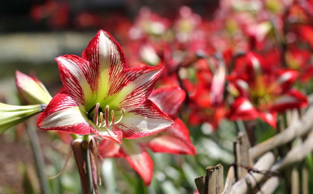 Amaryllis Flowers Pictures