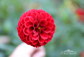 Dahlia Flowers, Bliss-Ranch.com