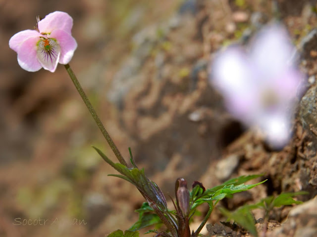 Viola eizanensis