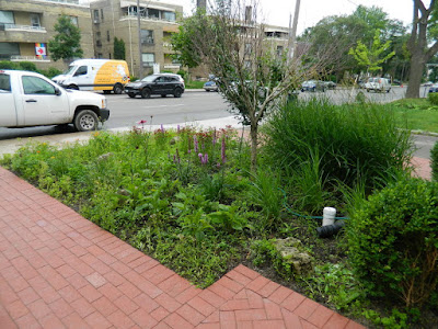 Avenue Road Toronto Front Garden Cleanup Before by Paul Jung Gardening Services