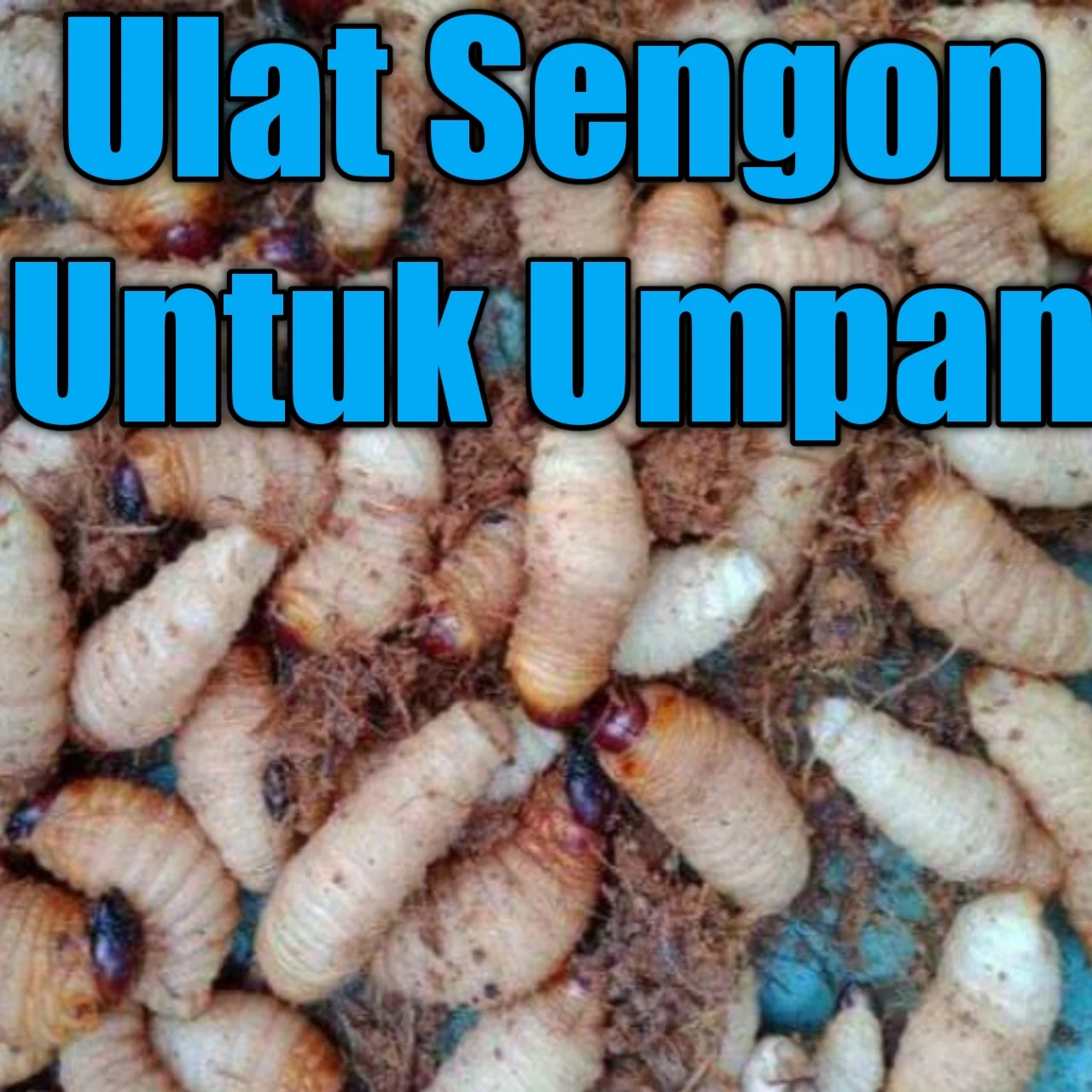 Mancing pakai umpan ulat sengon memang terkadang cepat banget untuk strike