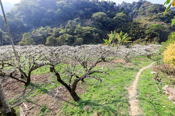 台中新社李花園滿山谷李樹雪白花海，李花隧道拍美照、白冷圳5號渡槽