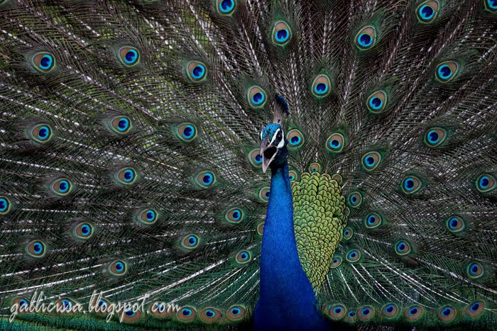 Indian Peafowl