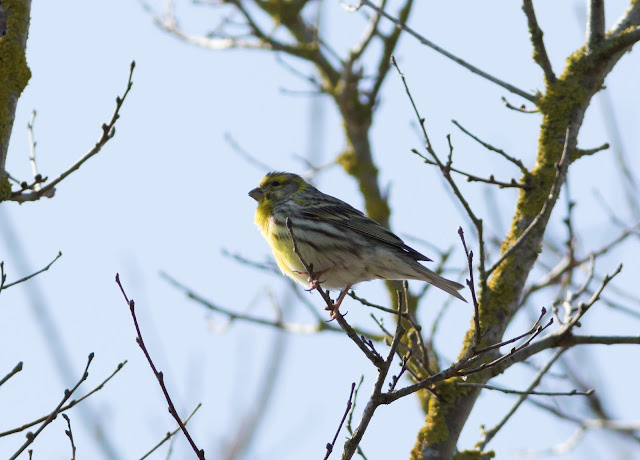 Serin - Mallorca