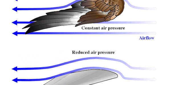 Mengapa Burung Bisa Terbang? Ini Alasannya!