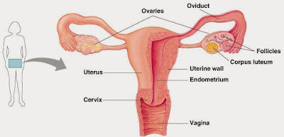 Cara Tepat Menjaga Kesehatan Reproduksi Wanita