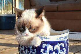 foto grumpy cat