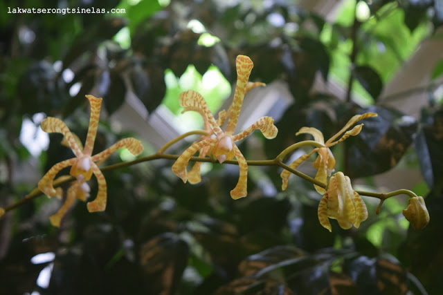 WHY THE SINGAPORE BOTANIC GARDENS IS A UNESCO WORLD HERITAGE SITE?