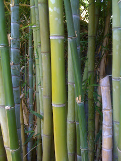 bamboo