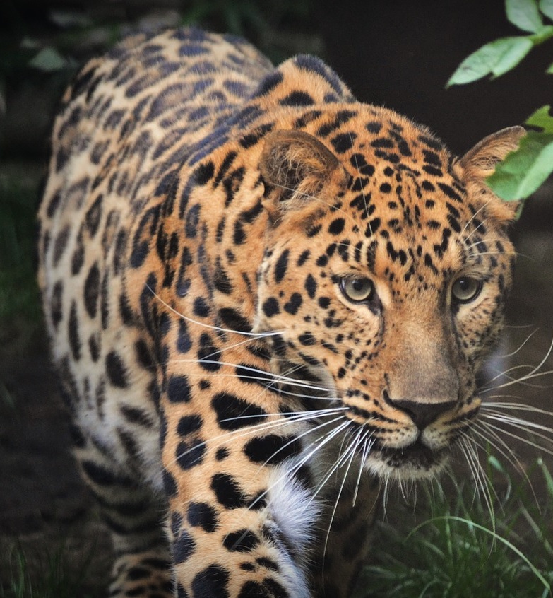 Jenis Fauna  Endemik  di Indonesia  sebagai Hewan Unik