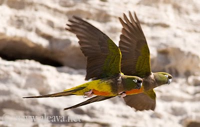 Loros barranqueros aves de Península Valdés