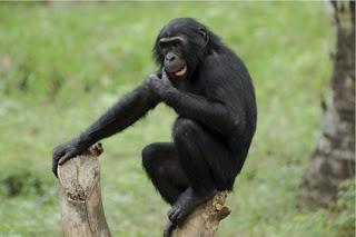 bonobo