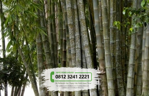  Jual  Bibit Pohon Bambu  Petung Betung  TamanBibit com