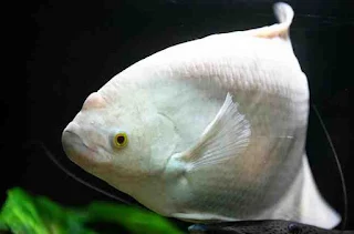 Gourami fish