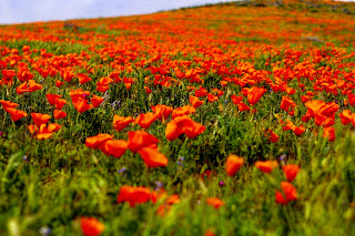 California's Wildflower Super Bloom