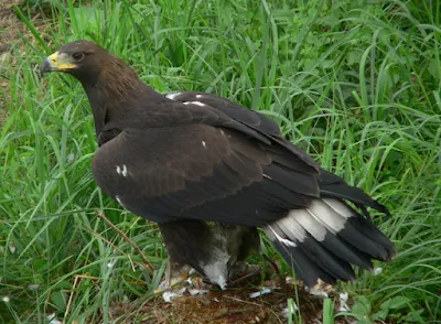 A golden eagle sitting