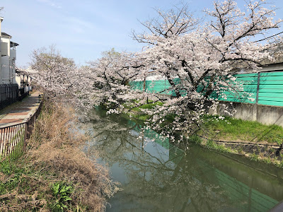 【寝屋川市】幹線用水路の桜（大阪みどりの百選）