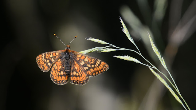 Euohydryas aurinia