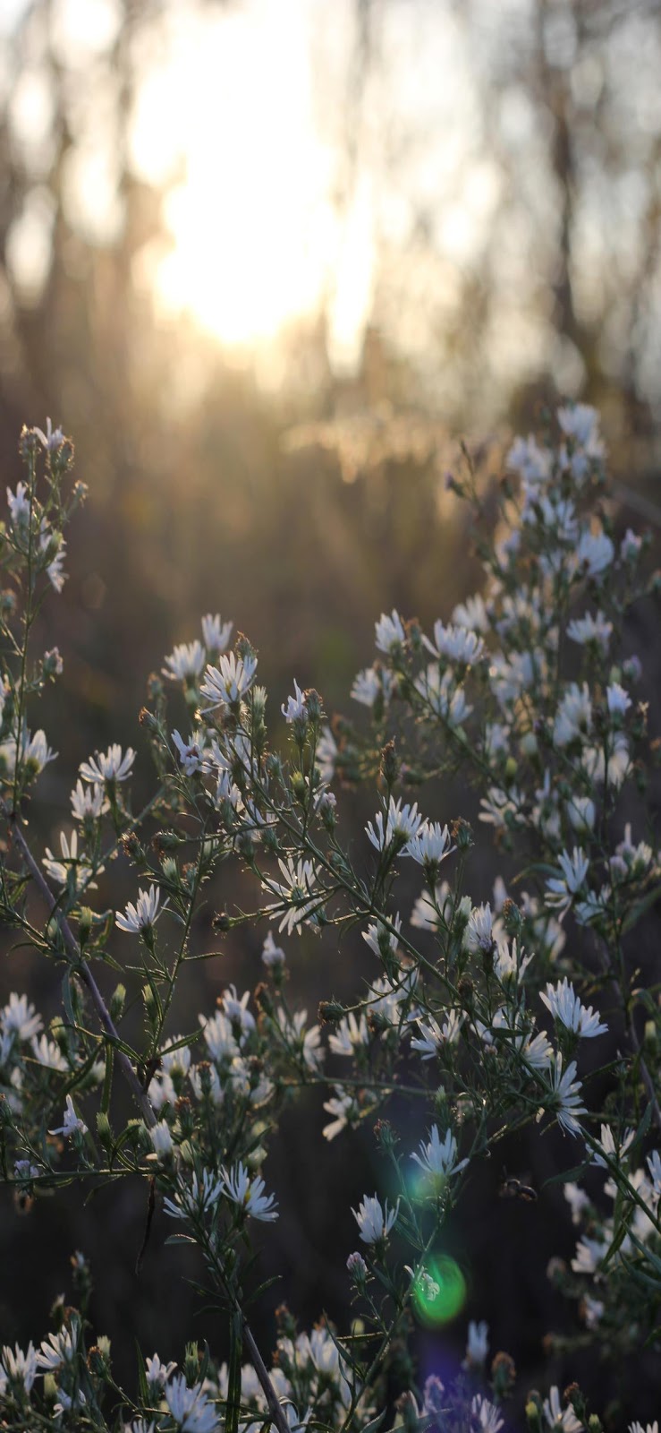 Spring Flowers Background Wallpaper