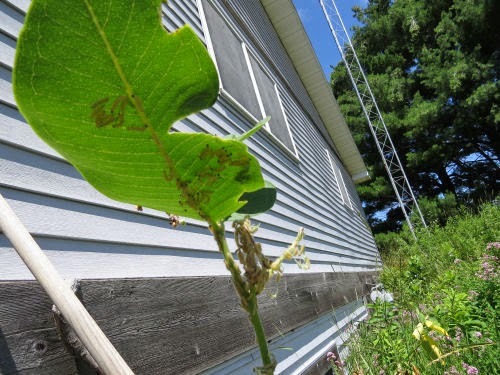 milkweed tussock moth caterpillars