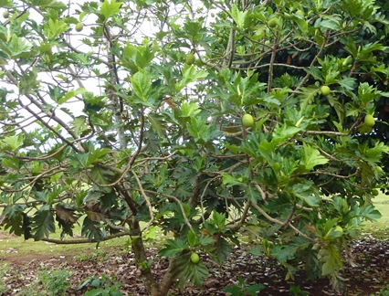 P1120435
