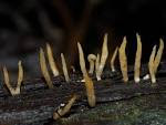 Calocera cornea