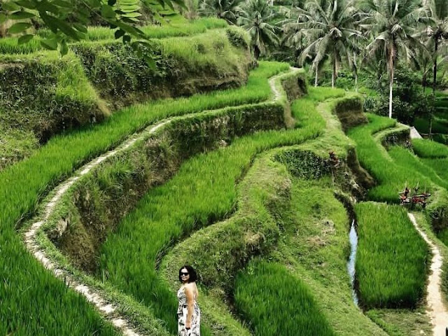 Tegallalang Rice Terrace