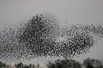 Protter - Spreeuw - Sturnus vulgaris