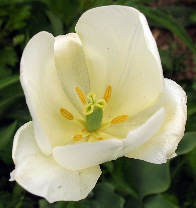 White Tulip