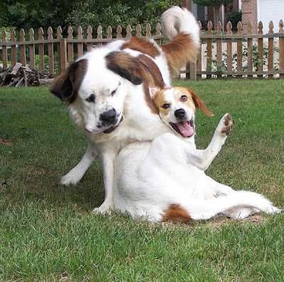 Awkward Dog Smiles Seen On www.coolpicturegallery.us