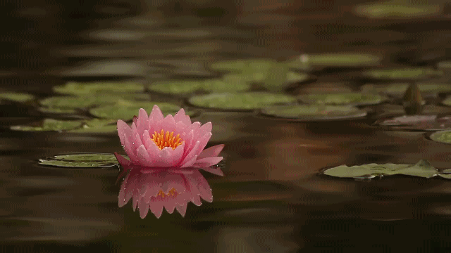 Education - Stress relief - Hazel Shirley Poems: STRESS 