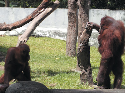 foto orang utan di kebun binatang gembiraloka 04