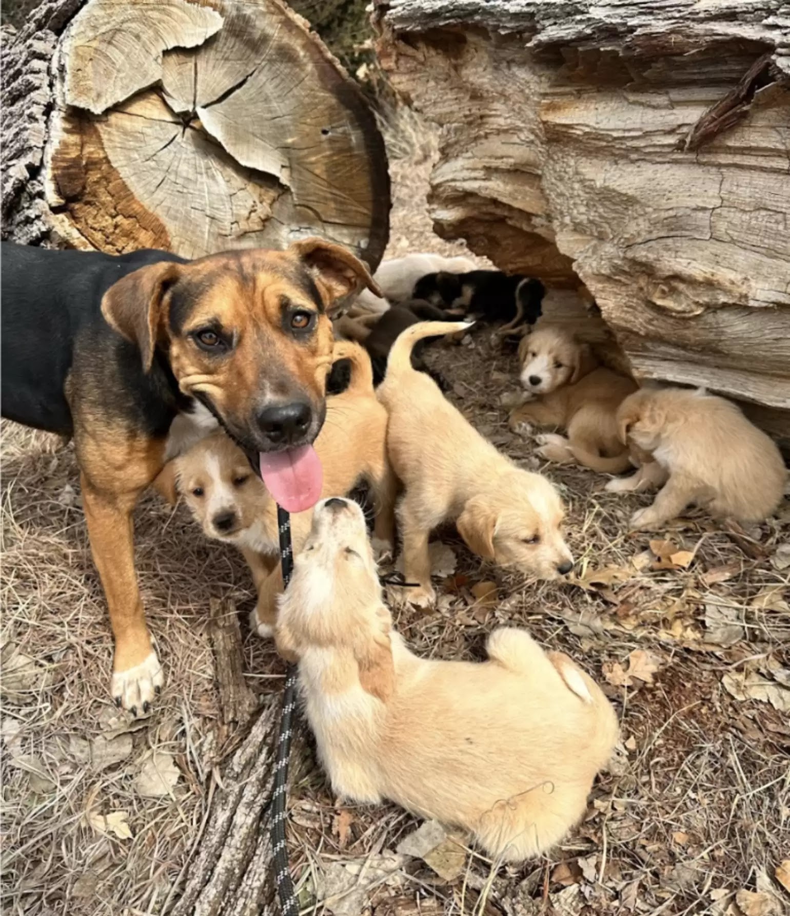 Dolly the dog and her rescued puppies