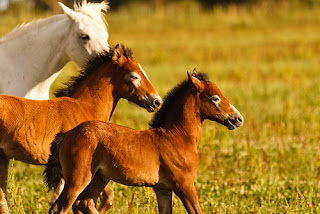 white horse with 2 babies