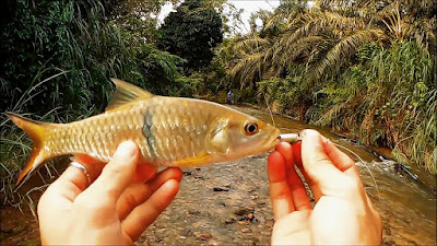 UMPAN MANCING SUPER - Untuk Semua Jenis Ikan Sungai UNIVERSAL