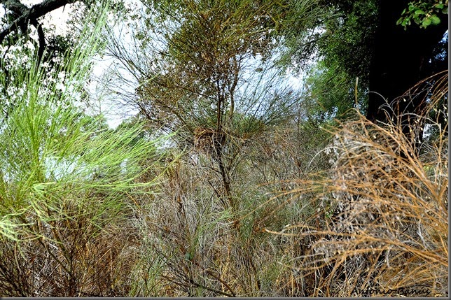 a_DSC5678x1