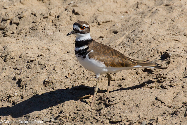 CHORLITEJO COLIRROJO - Charadrius Vociferus