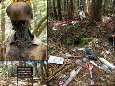 Aokigahara Wisata Hutan Bunuh Diri Di Jepang