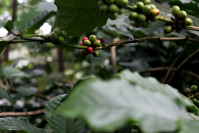 Green and Red coffee beans