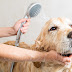 Bathing a dog