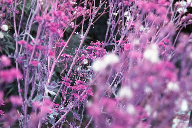 Zevenaar, LomoChrome Purple XR 100-400