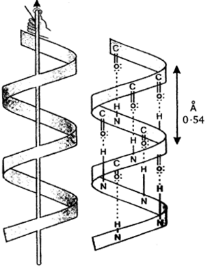 Solutions Class 12 रसायन विज्ञान-II Chapter-6 (जैव-अणु)