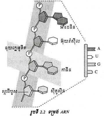 រូបផ្គុំ ARN នាំសារ, រូបផ្គុំ ARNm, រូបផ្គុំ ARN, ARNm, ARN នាំសារ