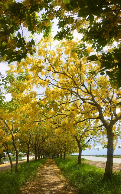 Golden Shower Trees in Anding, Tainan, Taiwan